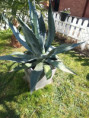 Agave americana